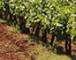 Vineyards At Hunter Valley
