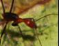 Big Nasty Rainforest Ants