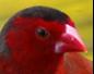 Unknown Red Bird