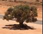 Australias Very Own Joshua Tree