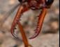 Large Angry Red Ant