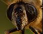Bee Drinking Nectar