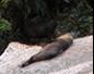 Fur Seals Relaxing