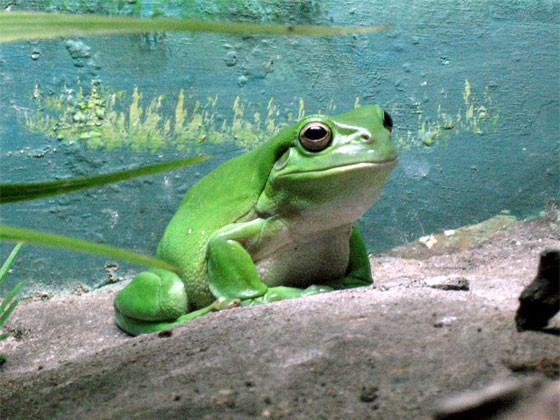 Cute tree frog