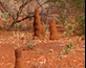 Red Earth And Termite Mounds