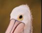 A Pelican Wants To Be Fed Aswell