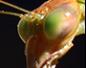 Mantis Closeup