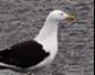 Gull Versus Riverbank
