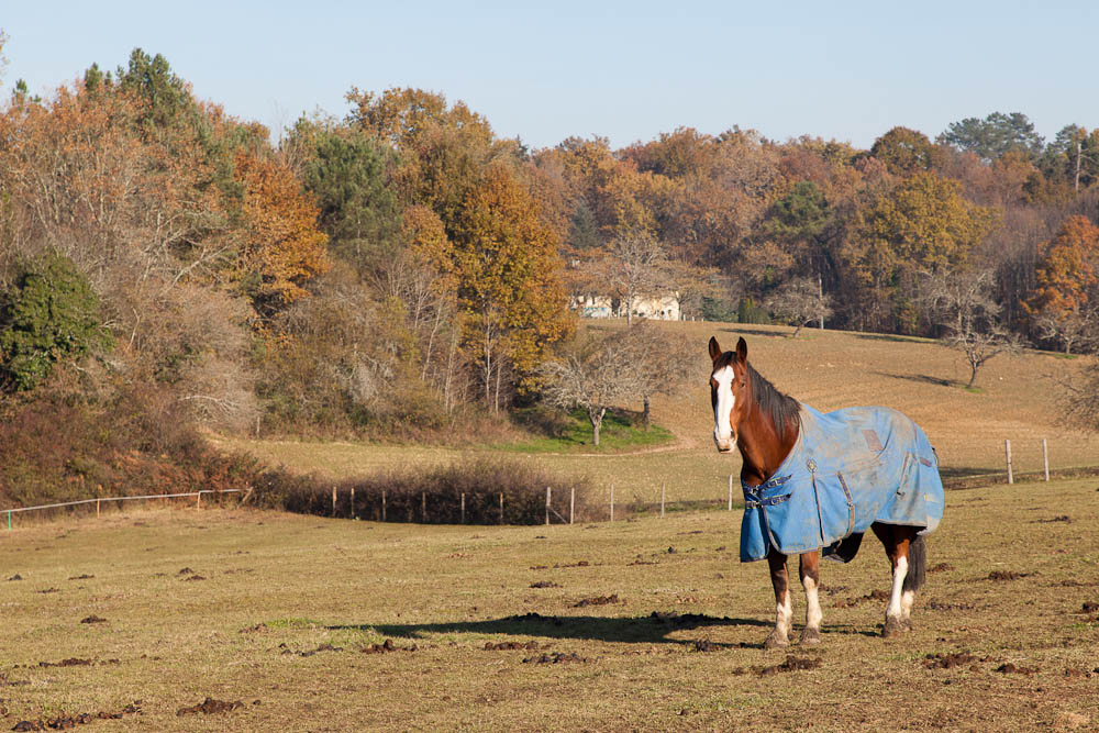 Lewis At Brantome Police Horses