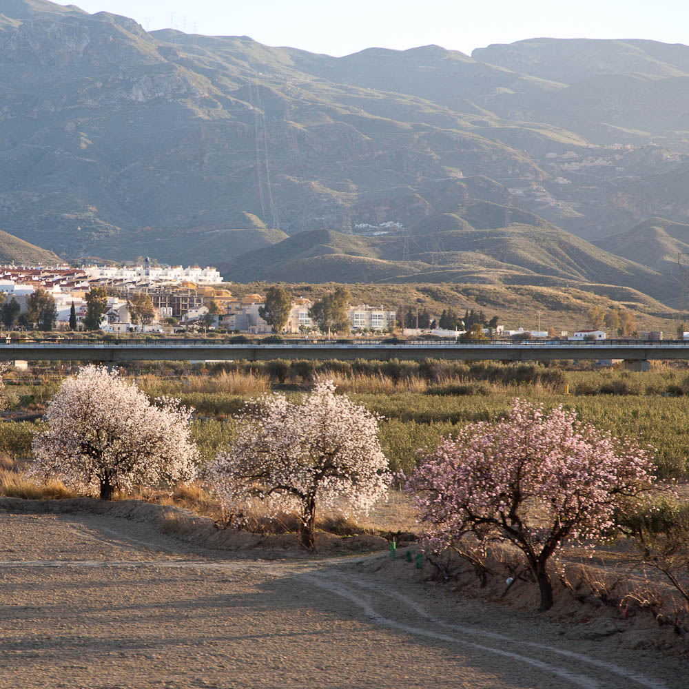 Almond Trees In Blossom