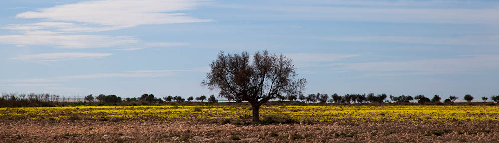 Lonely Tree