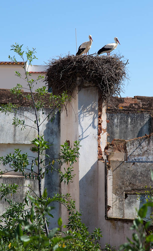 Huge Nests