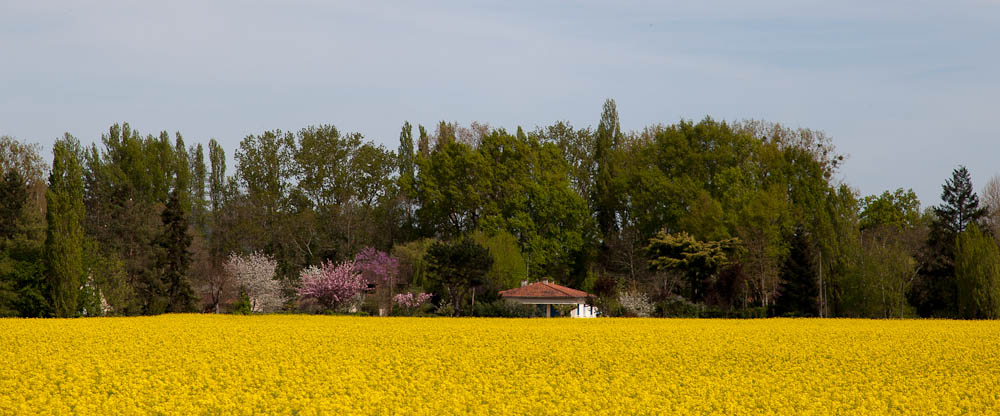 Oil Seed Rape