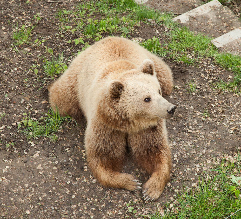 Brown Bears Of Bern