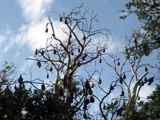 Grey headed flying foxes