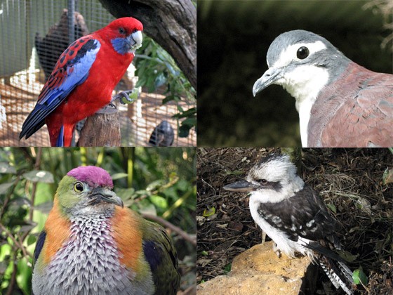 Variety of birds