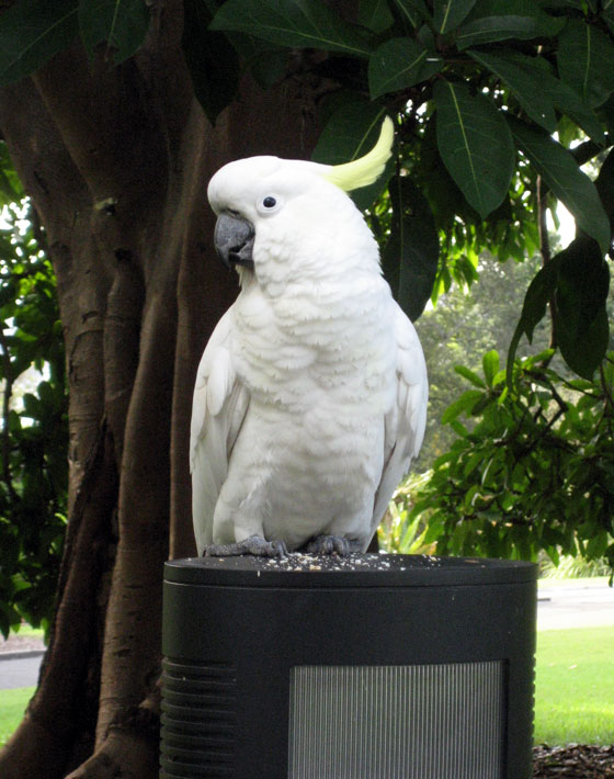 Cockatoo