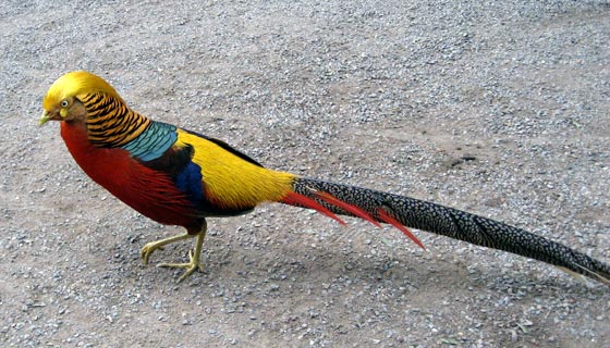 Brightly coloured bird