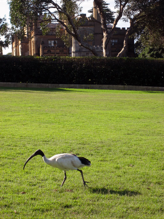 Ibis In Front Of Goverment House