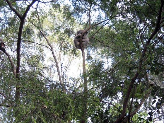 Koala high up in the tree