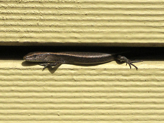 One of our terrace residents