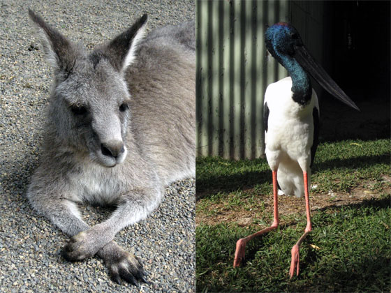 Kangaroo and large bird