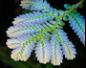 Multi-Coloured Ferns