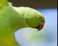 Beautiful Bright Green Parrots